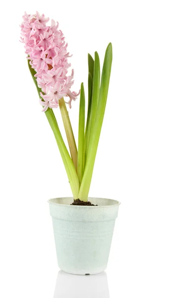 Beautiful hyacinth in flowerpot, isolated on white — Stock Photo, Image