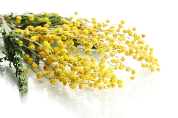 Dallar üzerinde beyaz izole Mimoza çiçek — Stok fotoğraf