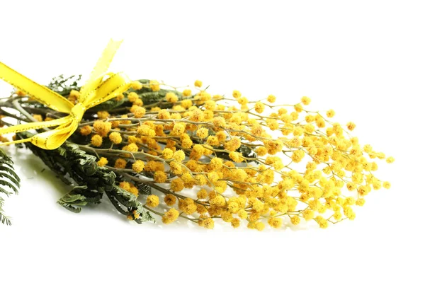 Ramoscelli di fiori di mimosa, isolati su bianco — Foto Stock