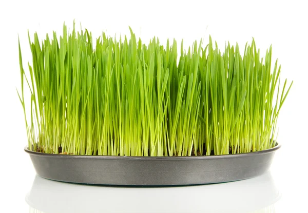 Groen gras met vruchtbare grond geïsoleerd op wit — Stockfoto