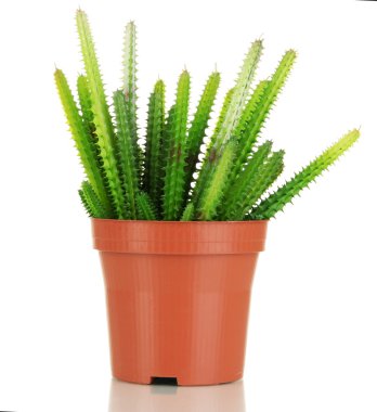 kaktüsler üzerinde beyaz izole