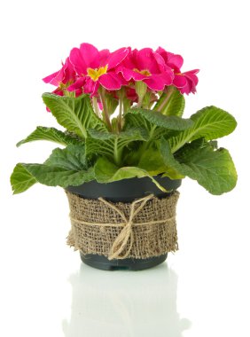 güzel pembe çuha çiçeği üzerinde beyaz izole saksı