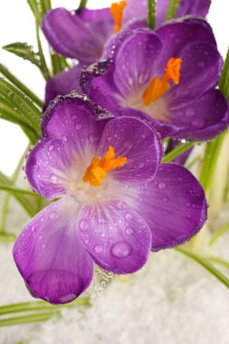 güzel mor çiğdemler karda, yakın çekim