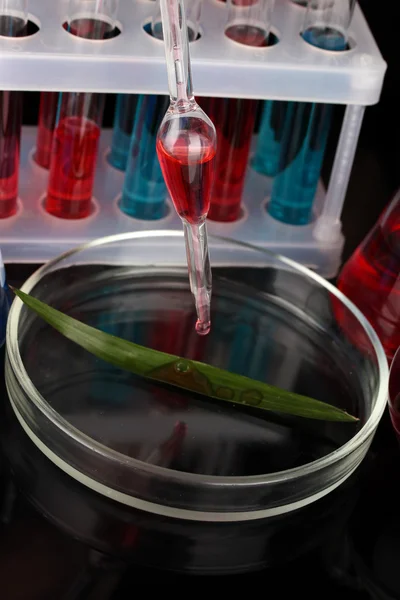 Reagenzgläser und grünes Blatt in Petrischale getestet, isoliert auf schwarz — Stockfoto