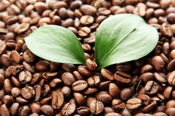 Kávová zrna s listy close-up — Stock fotografie