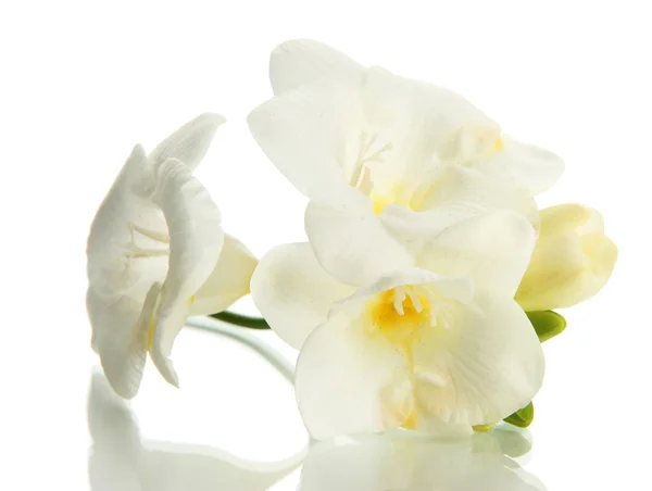 Beautiful freesia, isolated on white — Stock Photo, Image