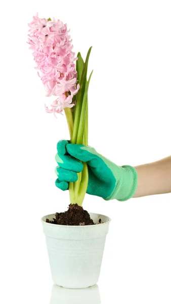 Hermoso jacinto en maceta y mano de jardinero (foto conceptual cuidado de la flor), aislado en blanco — Foto de Stock