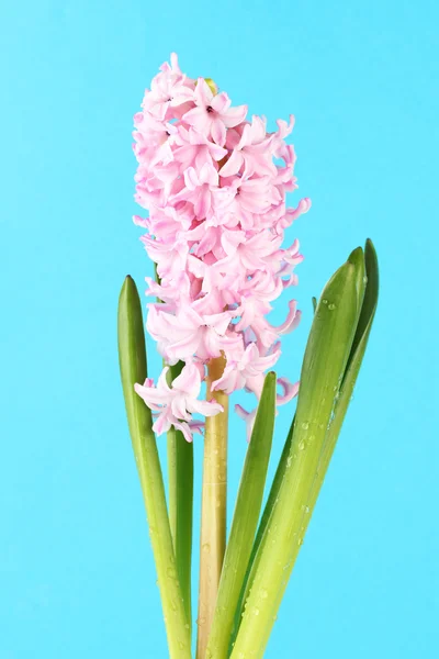 Schöne Hyazinthe, auf farbigem Hintergrund — Stockfoto