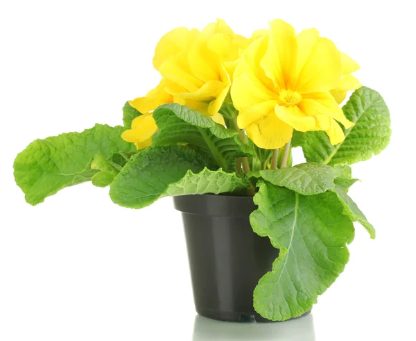 Bela primula amarela em vaso de plantas, isolado em branco — Fotografia de Stock