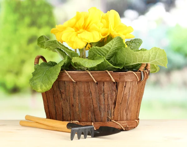 Vackra gula primula i korg på träbord på grön bakgrund — Stockfoto