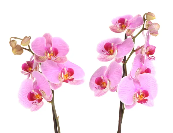 Orquídea bonita suave isolada no branco — Fotografia de Stock