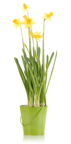 Beautiful yellow daffodils in flowerpot isolated on white — Stock Photo, Image