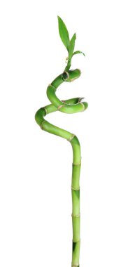 güzel yeşil bambu mavi ahşap tablo