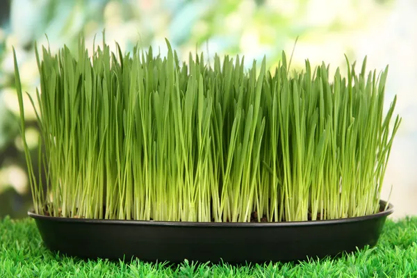 Groen gras met vruchtbare grond close-up — Stockfoto