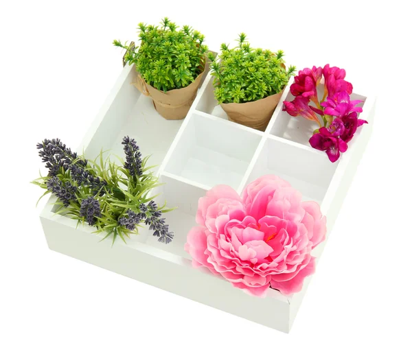 Krásné květy uspořádané v dřevěné krabici, izolované na bílém — Stock fotografie