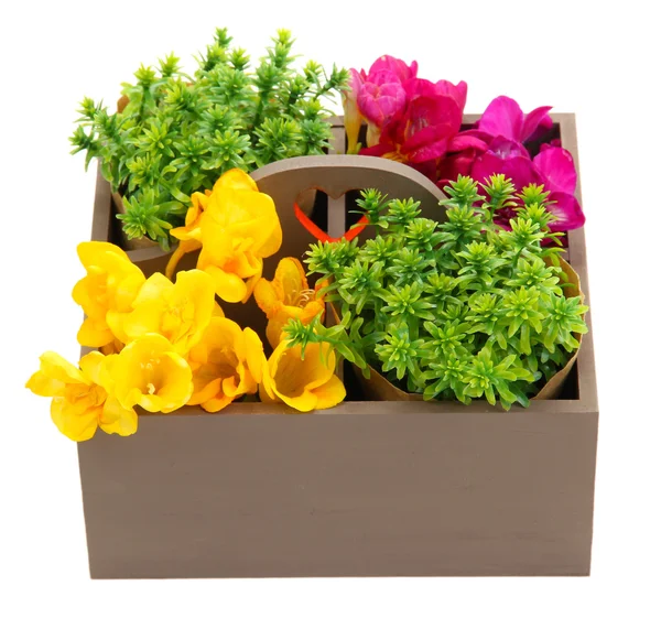 Lindas flores dispostas em caixa de madeira isolada em branco — Fotografia de Stock