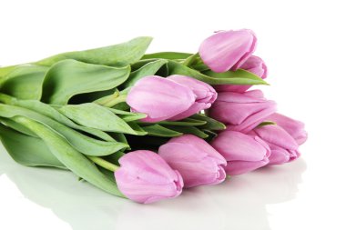 güzel beyaz izole mor Lale buketi