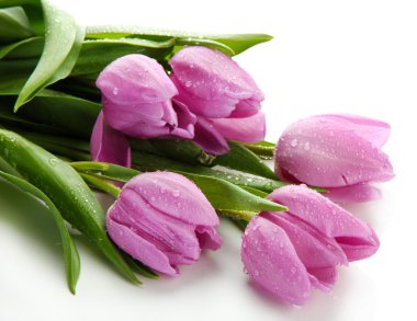 güzel beyaz izole mor Lale buketi