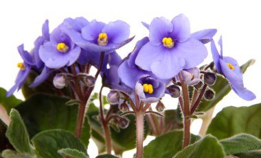 beyaz izole parlak menekse