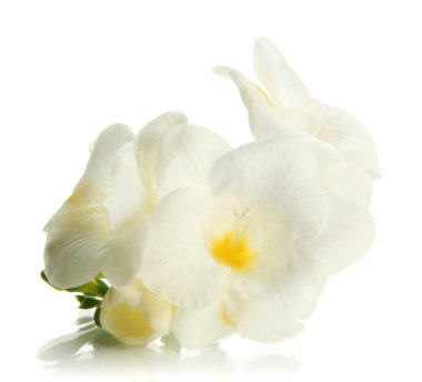 güzel Frezya, üzerinde beyaz izole