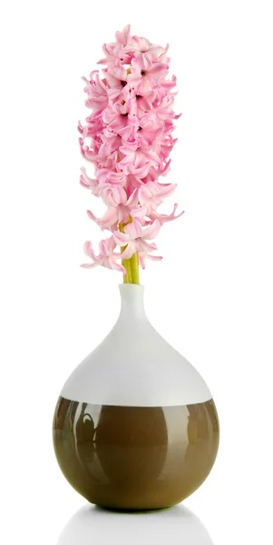 Beautiful hyacinth in vase, isolated on white — Stock Photo, Image