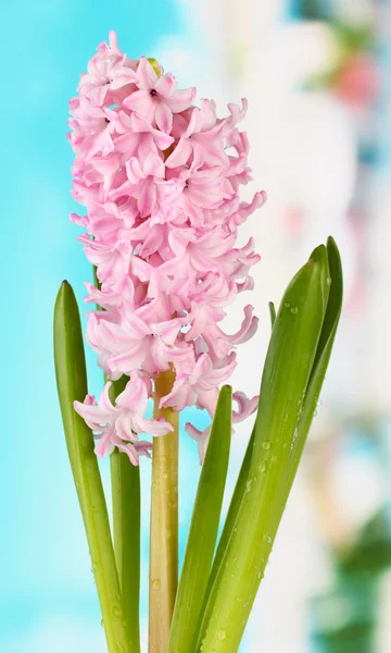 Schöne Hyazinthe, auf hellem Hintergrund — Stockfoto