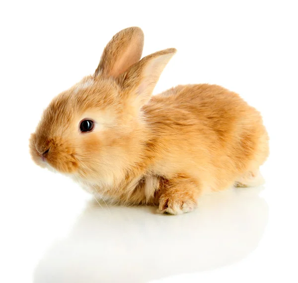 Fluffy foxy rabbit isolated on white — Stock Photo, Image