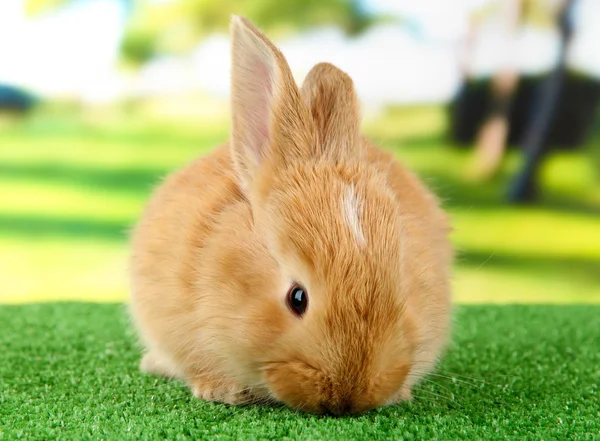 Pluizig foxy konijn op gras in park — Stockfoto