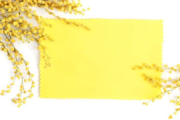 Zweige von Mimosenblüten und leere Karte, isoliert auf weiß — Stockfoto