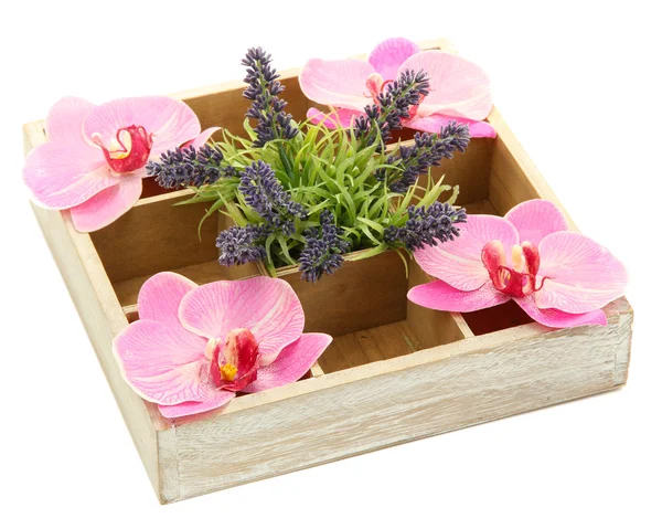 Beautiful flowers arranged in wooden box isolated on white — Stock Photo, Image