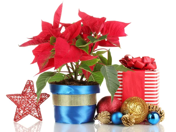 Hermosa poinsettia con bolas de Navidad y regalos aislados en blanco — Foto de Stock