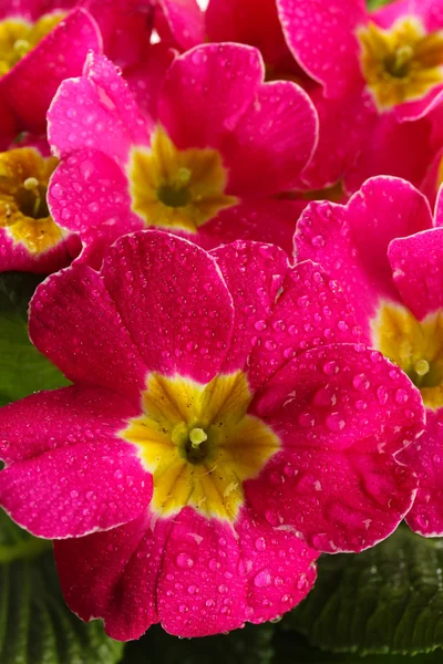 Vacker rosa primula, närbild — Stockfoto