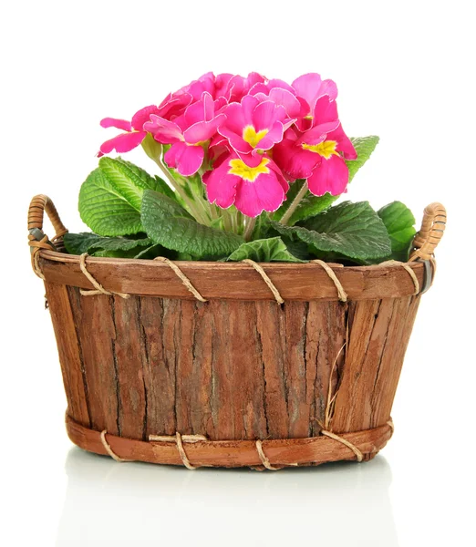 Hermosa primula rosa en cesta de madera, aislada en blanco —  Fotos de Stock