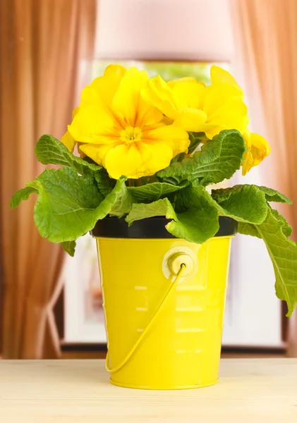 Bella primula gialla in vaso da fiori sul davanzale della finestra in legno — Foto Stock