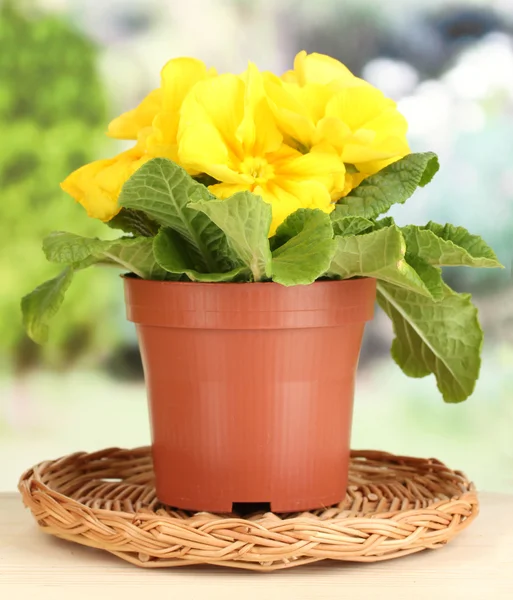 Bella primula gialla in vaso da fiori su tavolo di legno su sfondo verde — Foto Stock