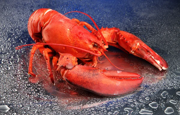 Red lobster on blue background — Stock Photo, Image