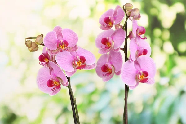 Ніжна красива орхідея на природному фоні — стокове фото