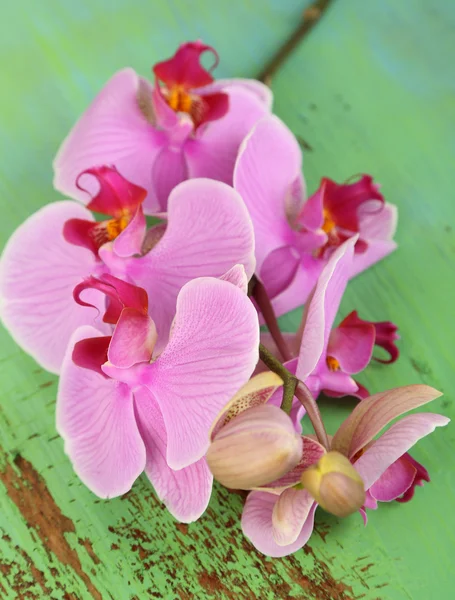 Gentle beautiful orchid on wooden table close-up — Stock Photo, Image