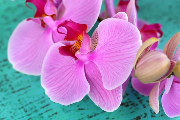 Suave orquídea hermosa en primer plano de la mesa de madera —  Fotos de Stock