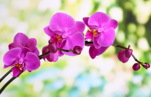 Jemné krásné orchideje na přírodní pozadí — Stock fotografie