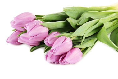 güzel beyaz izole mor Lale buketi