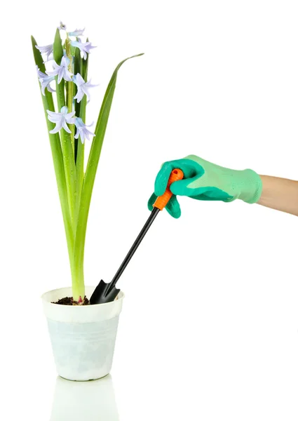 Belle jacinthe en pot de fleurs et la main du jardinier (photo conceptuelle soins des fleurs), isolé sur blanc — Photo