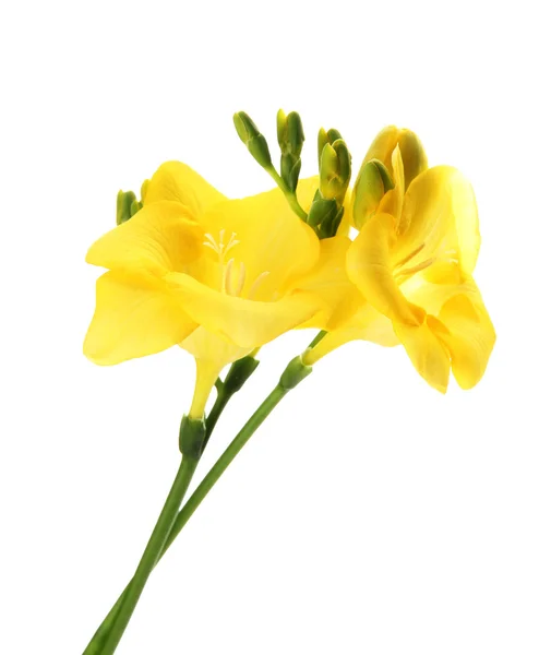 Freesias、白で隔離されるの美しい花束 — ストック写真