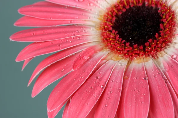 Hermosa flor Gerber primer plano — Foto de Stock