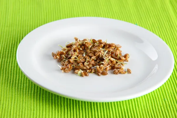 Germi di grano sul piatto, da vicino — Foto Stock