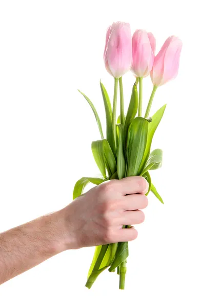 Beautiful bouquet of pink tulips in man hand, isolated on white — Stock Photo, Image