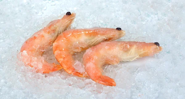 Crevettes sur glace — Photo