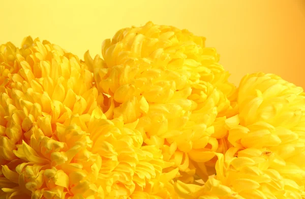 Bright chrysanthemums flowers, on yellow background — Stock Photo, Image
