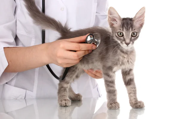 Veterinarian examining a kitten isolated on white — Stock Photo, Image