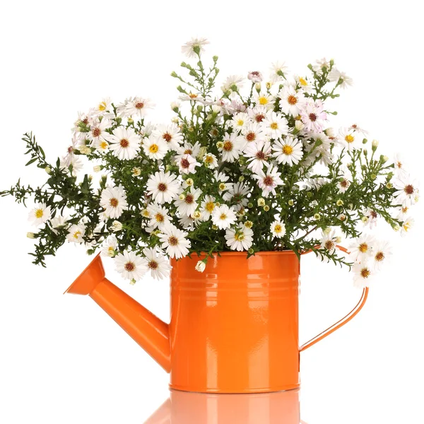 Beautiful bouquet of white flowers in watering can isolated on white — Stock Photo, Image